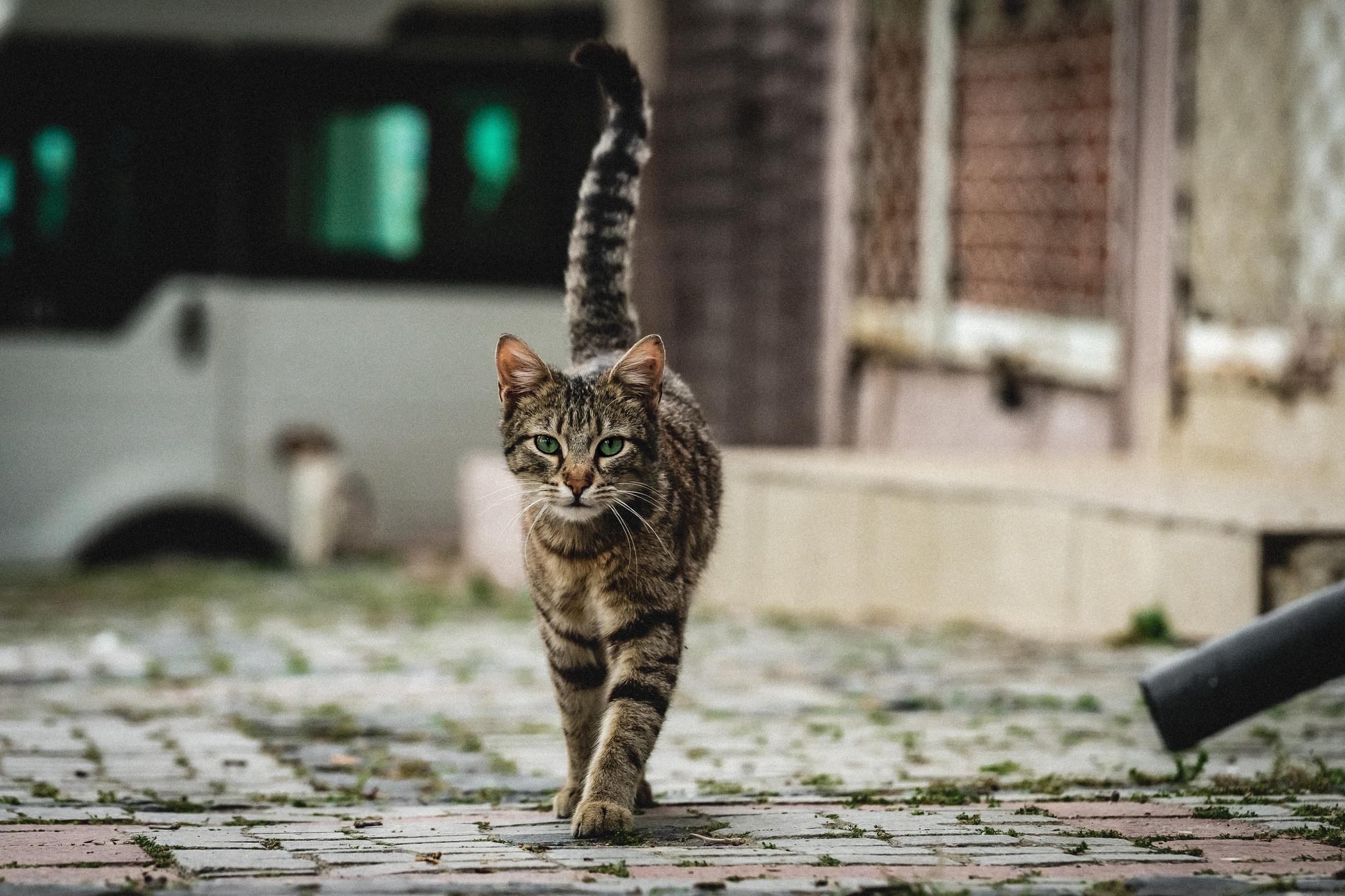 walking cat resized